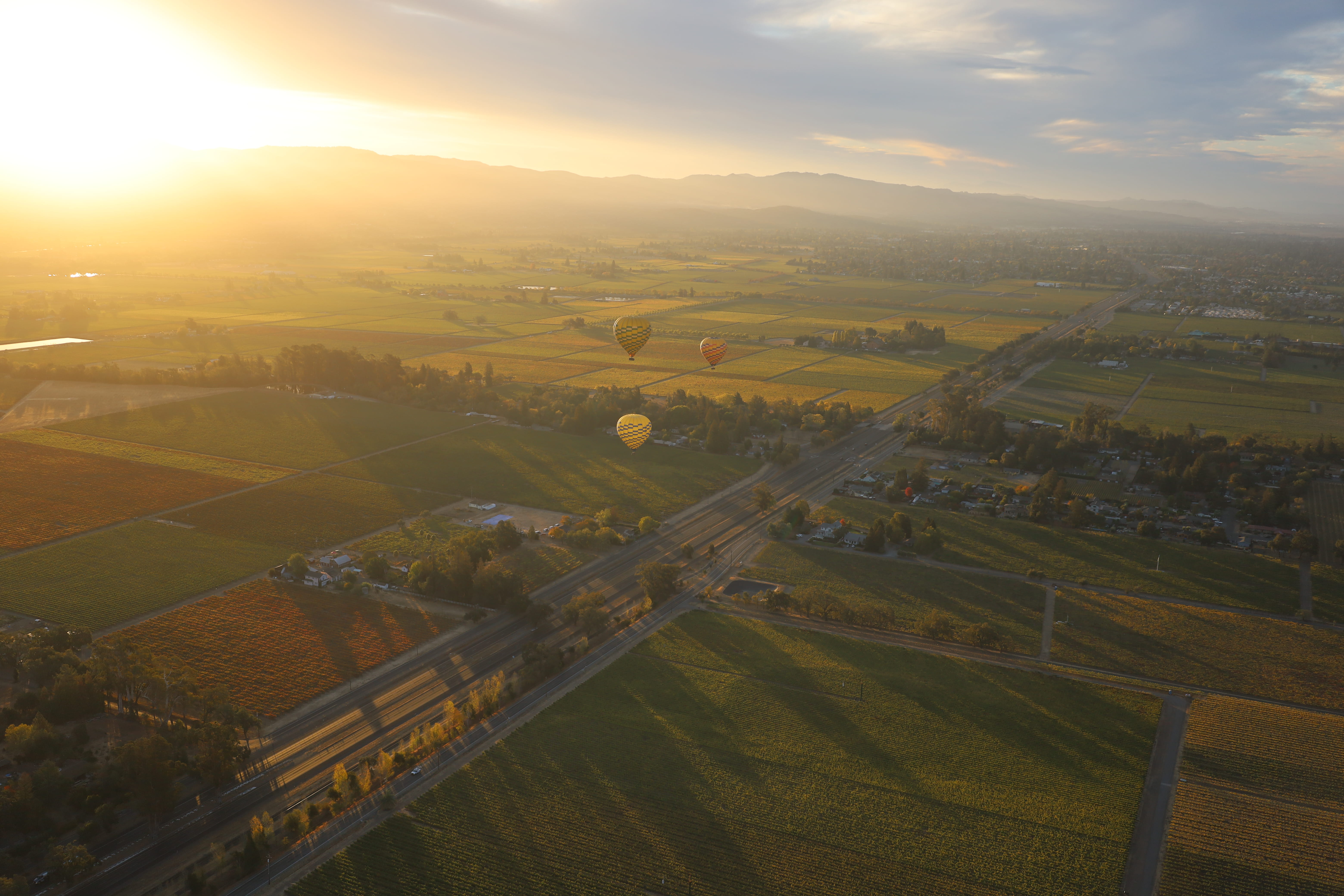 Balloons Over Vineyard at Sunset